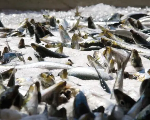 Fed plan to rebuild Pacific sardine population was insufficient, California judge finds