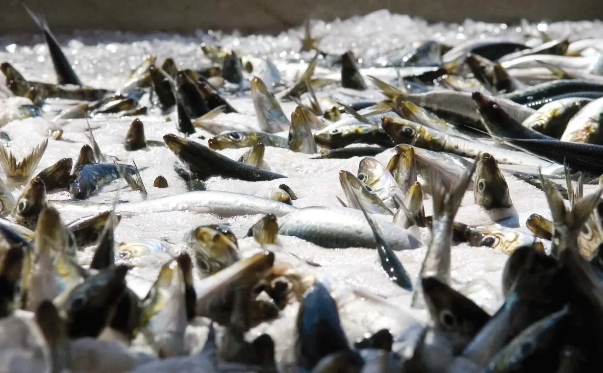 LA Post: Fed plan to rebuild Pacific sardine population was insufficient, California judge finds