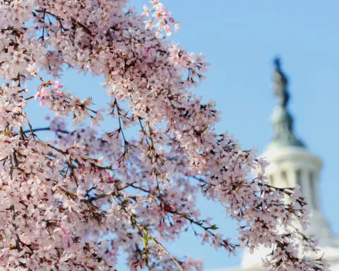Kishida delights Washington with promise of 250 cherry trees as independence gift