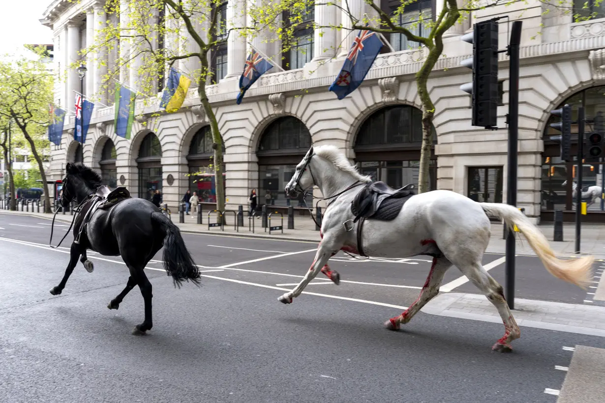 LA Post: 2 military horses that broke free and ran loose across London are in serious condition