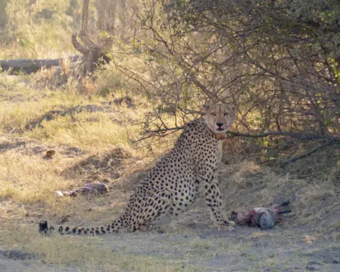 Cheetahs become more nocturnal on hot days. Climate change may trigger fights among predators