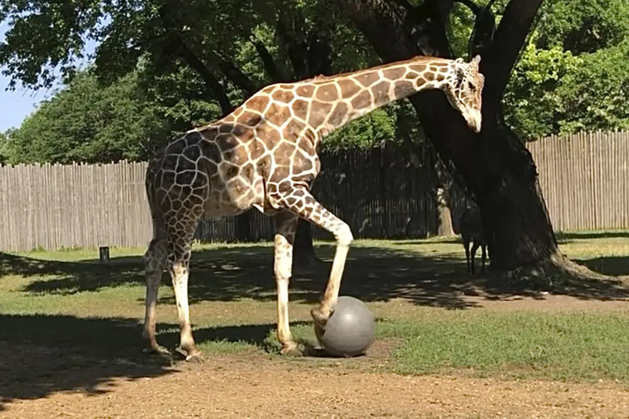 Beloved giraffe of South Dakota zoo euthanized after foot injury