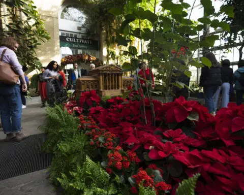 The checkered history of the poinsettia's namesake and the flower's origins get new attention