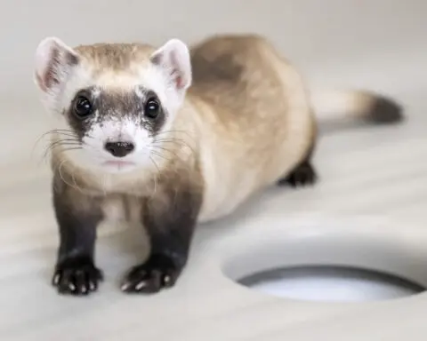 Cloning makes three: Two more endangered ferrets are gene copies of critter frozen in 1980s