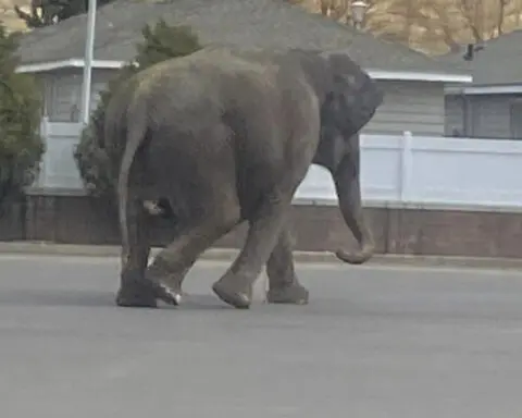 A vehicle backfiring startled a circus elephant into a Montana street. She still performed Monday