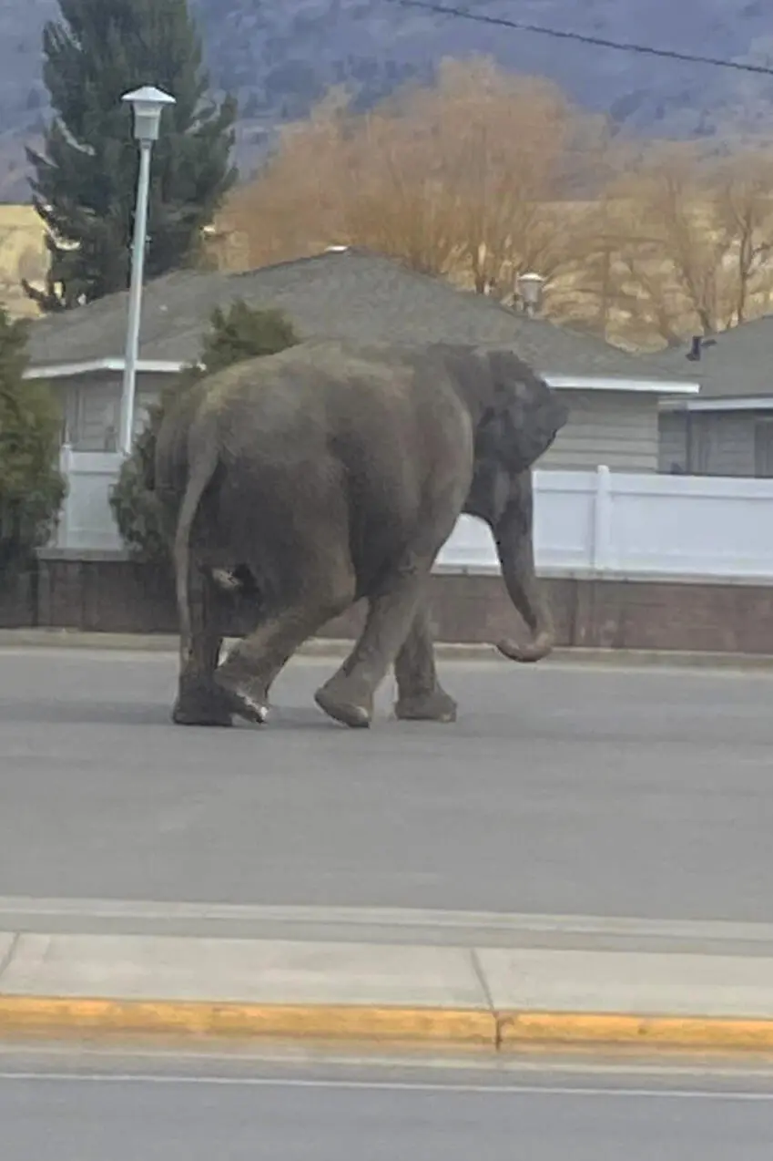 Escaped Circus Elephant