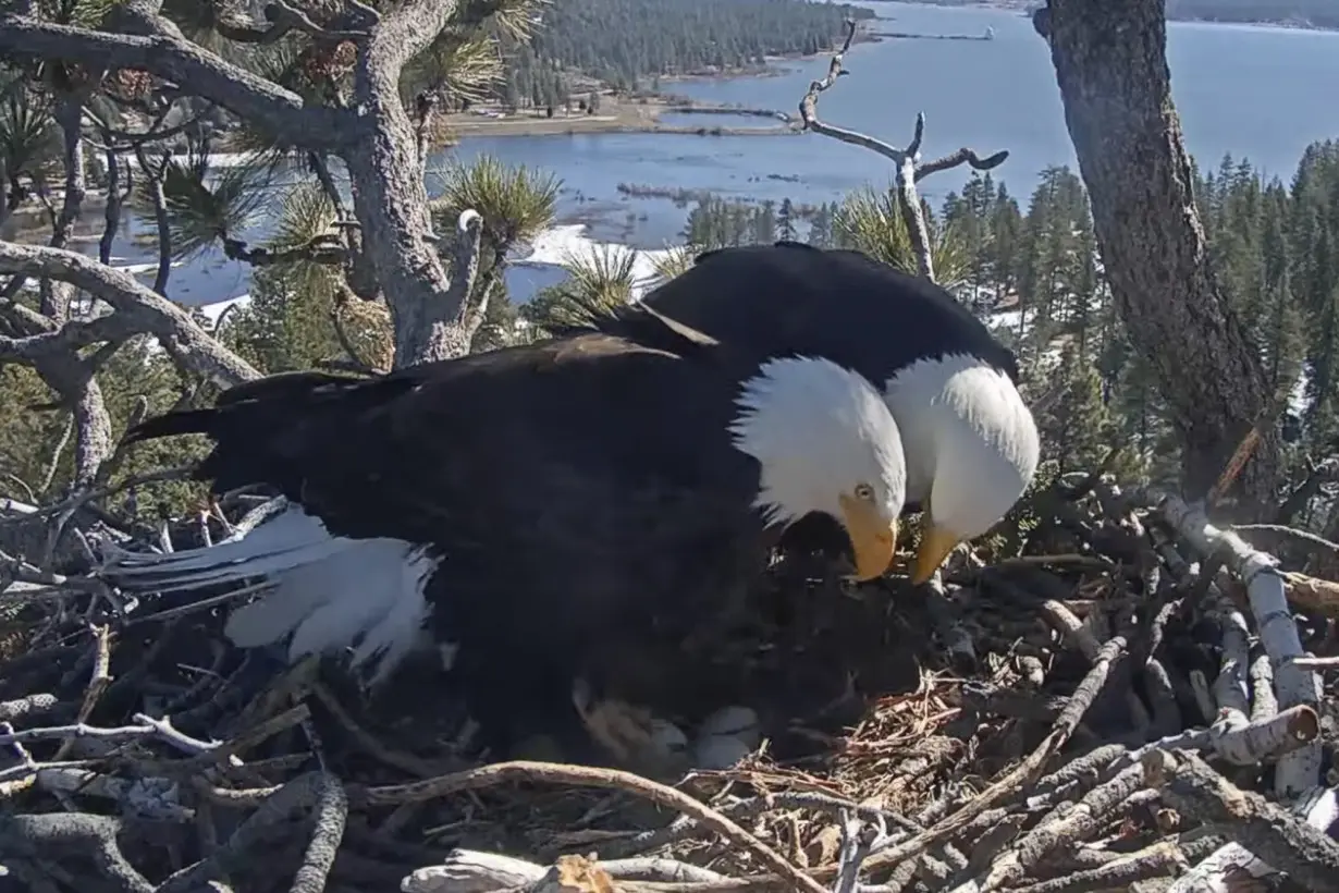 LA Post: Hatch watch is underway at a California bald eagle nest monitored by a popular online camera feed