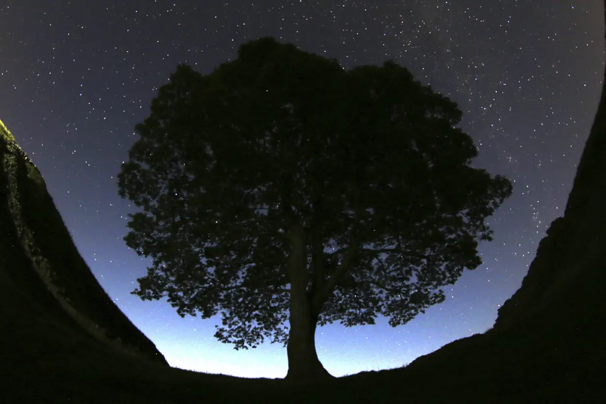 Britain Hadrian's Wall Felled Tree