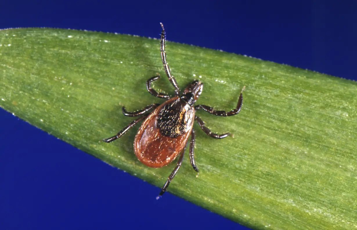 LA Post: Lyme disease case counts in the US rose by almost 70% in 2022 due to a change in how it's reported