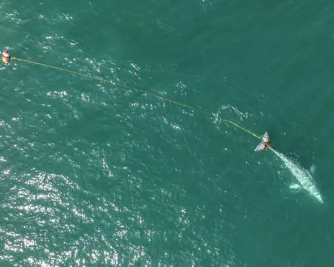 Rescuers search off Northern California coast for young gray whale entangled in gill net