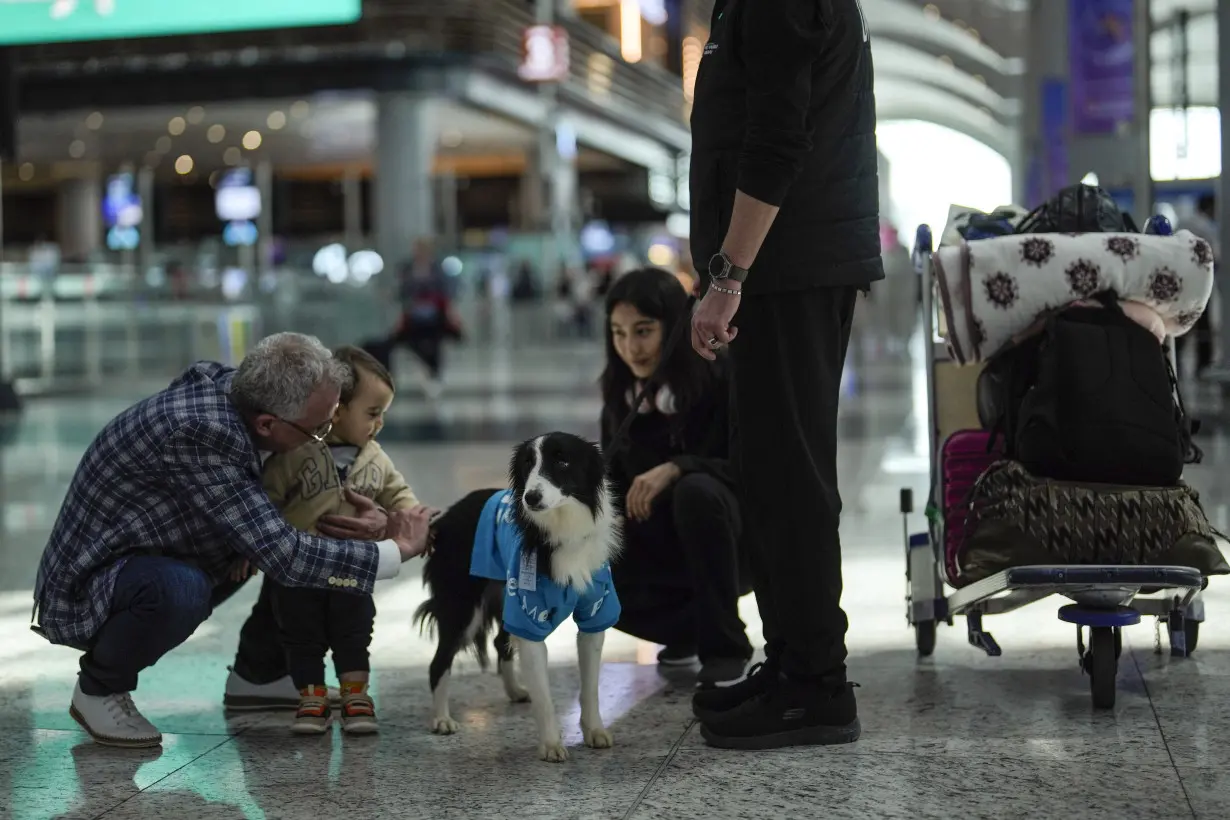 Turkey Airport Dogs