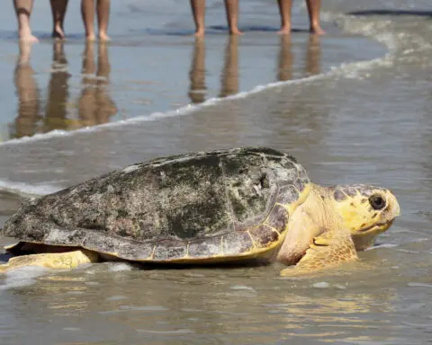 A new report says Mexico has abandoned protection of loggerhead sea turtles