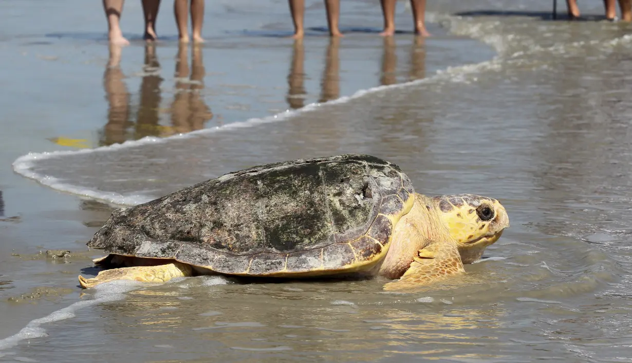 LA Post: A new report says Mexico has abandoned protection of loggerhead sea turtles