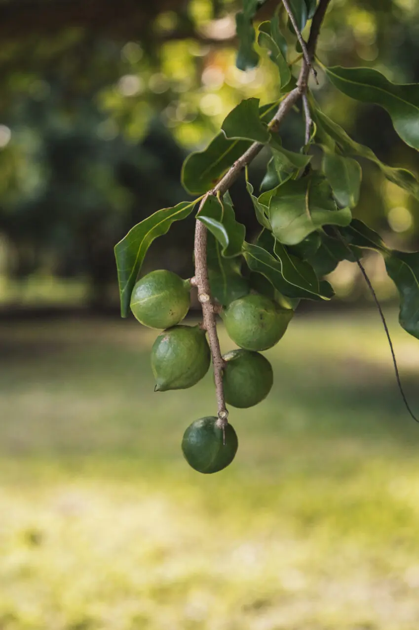 Hawaii Macadamia Nuts