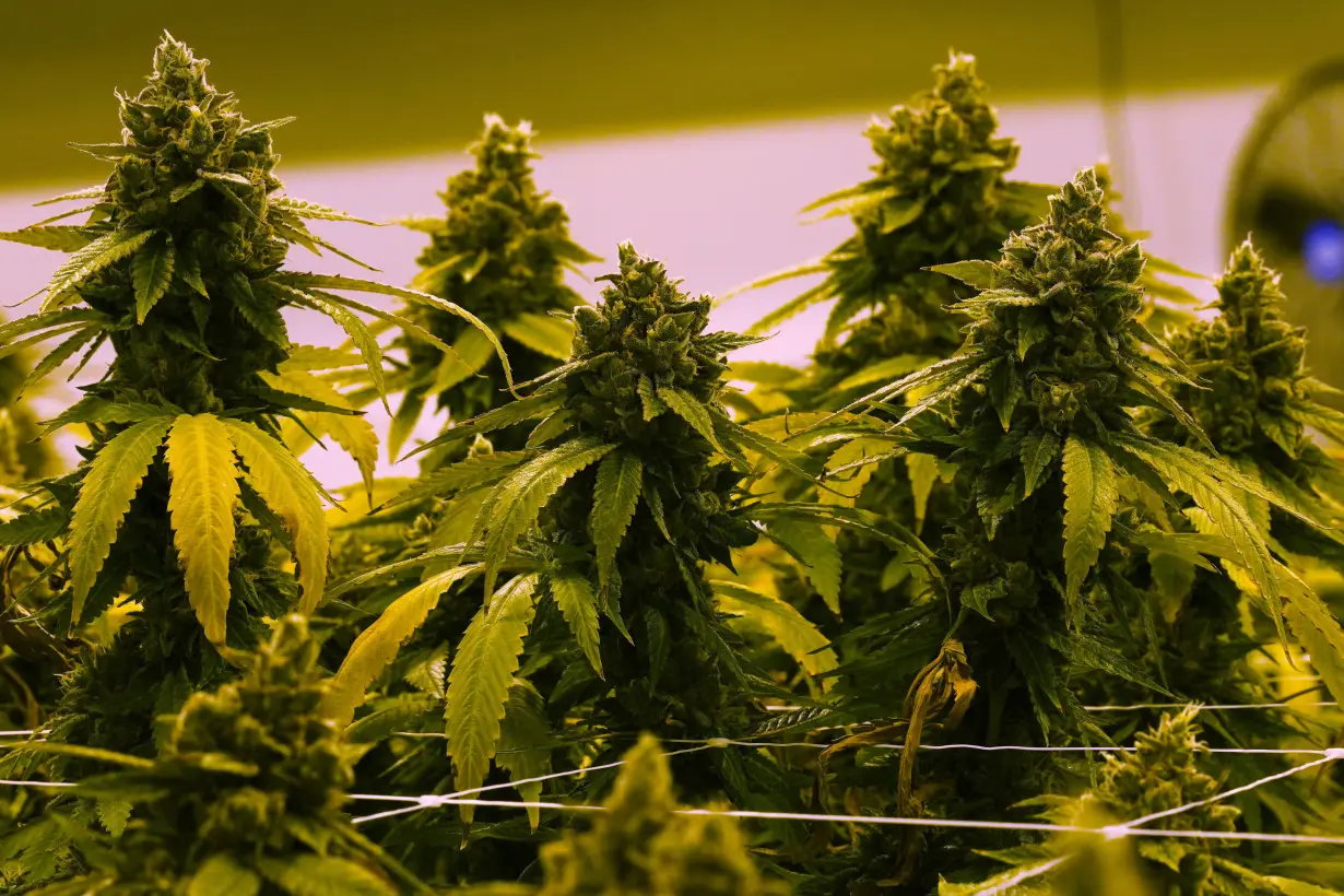 LA Post: Legislation allowing recreational marijuana sales in Virginia heads to GOP Gov. Glenn Youngkin