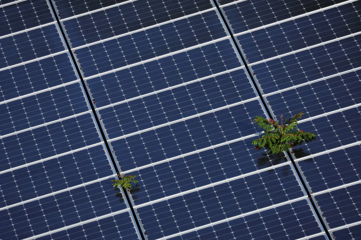 FILE PHOTO: Plants grow through an array of solar panels in Fort Lauderdale