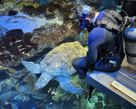 Ancient sea turtle housed at Boston aquarium for more than 50 years passes another physical