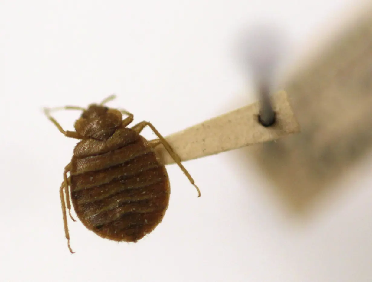 Greece Bedbug Hoax