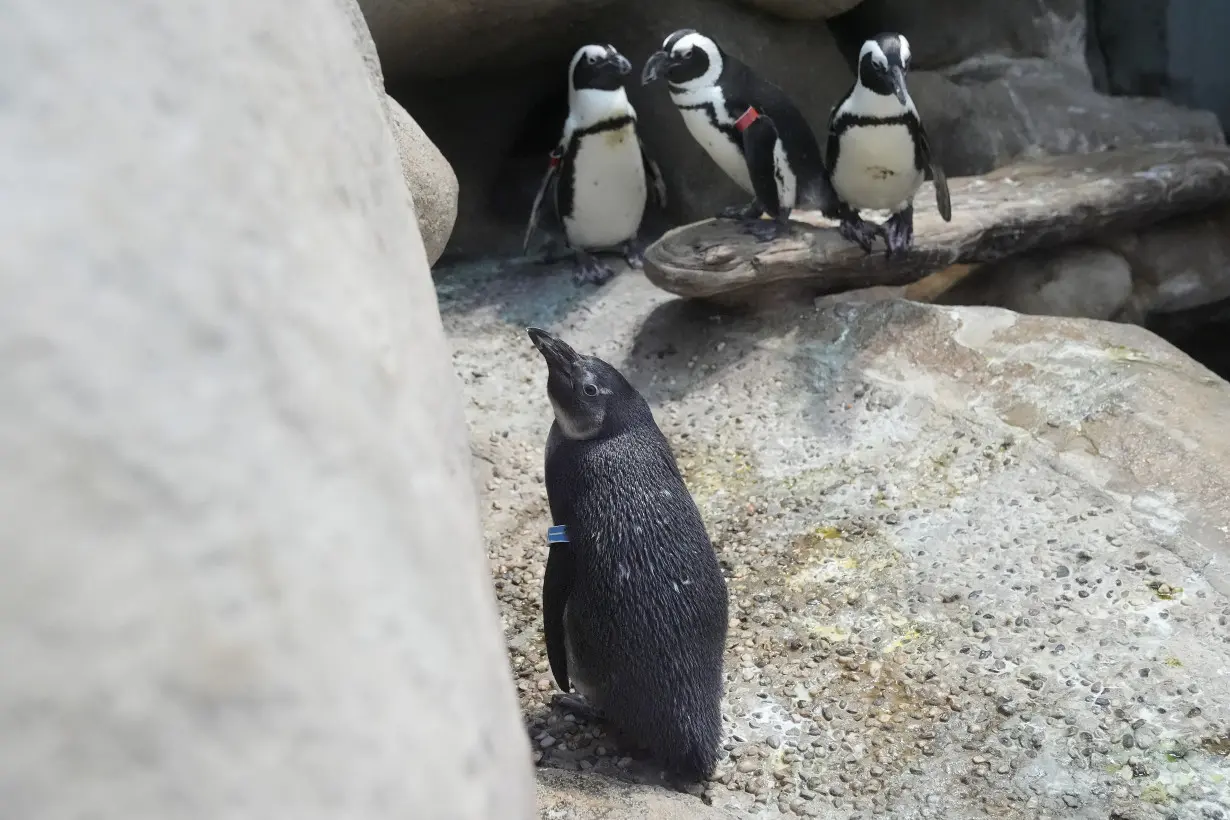 LA Post: A baby boom of African penguin chicks hatches at a San Francisco science museum
