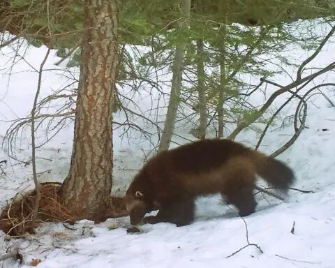 Biden administration restores threatened species protections dropped by Trump