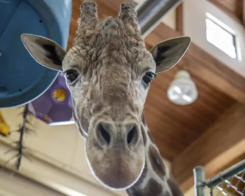 Beloved giraffe of South Dakota zoo euthanized after foot injury