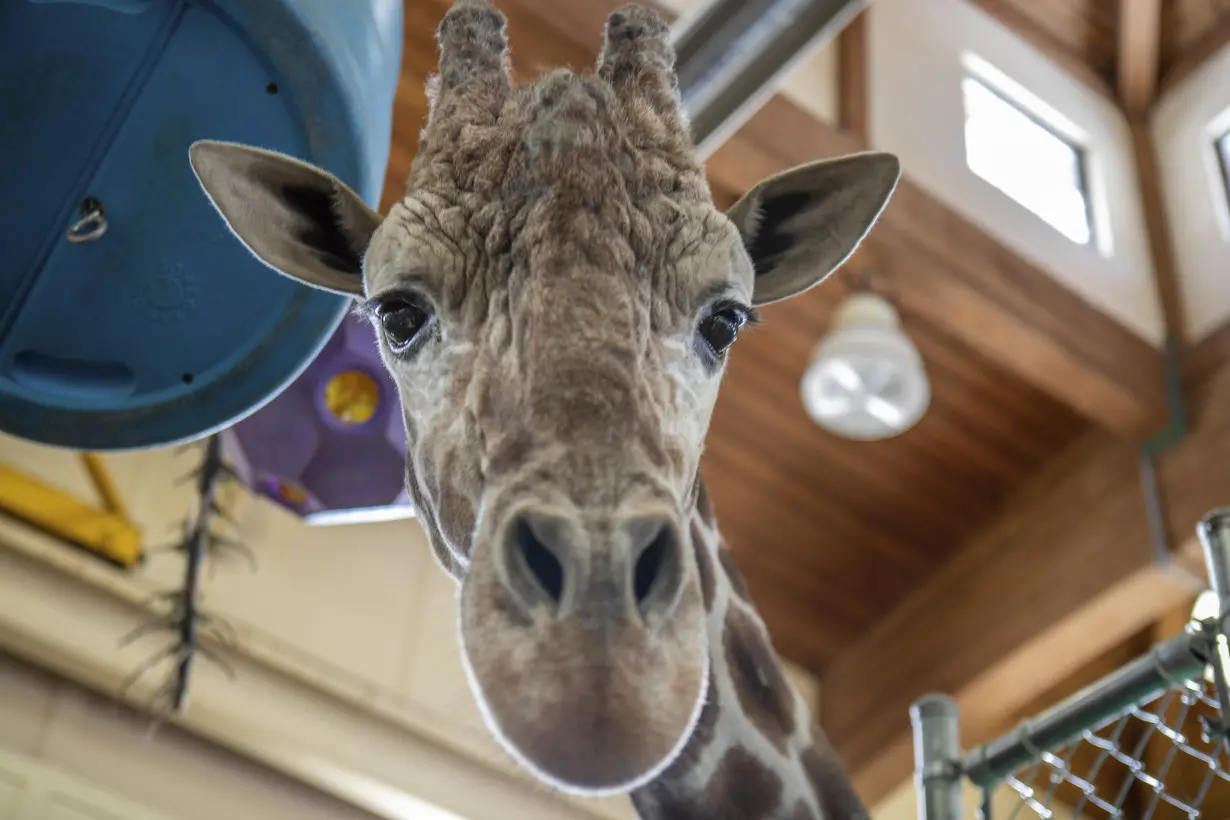 South Dakota Giraffe Death