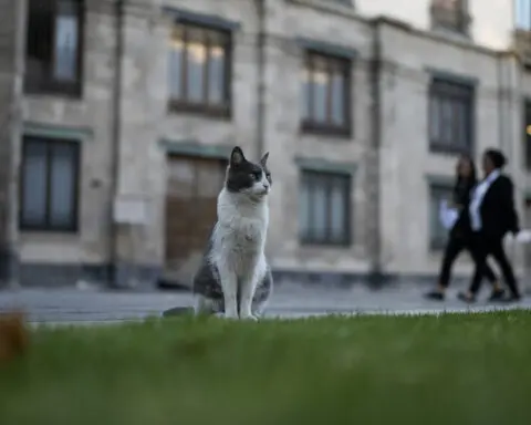 19 cats roam Mexico's presidential palace. A new declaration gives them food and care fur-ever