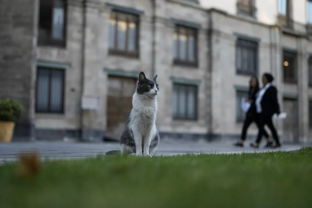 Mexico Presidential Palace Cats