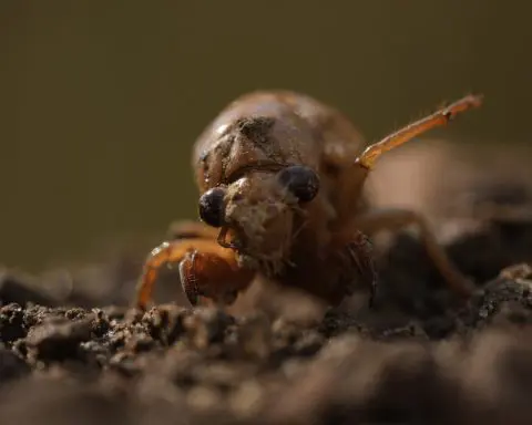 Cicadas are nature's weirdos. They pee stronger than us and an STD can turn them into zombies
