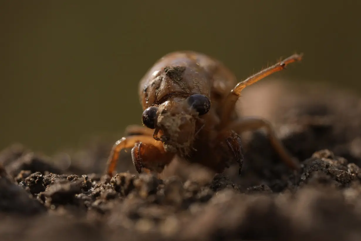 APTOPIX Cicadas Weirdness