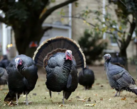 Wild turkey numbers are falling in some parts of the US – the main reason may be habitat loss