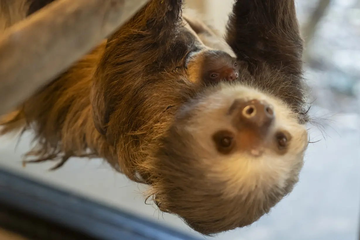 Baby Sloth