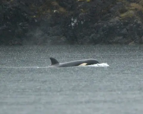 An orca calf stranded in a Canadian lagoon will be airlifted out to reunite with pod, rescuers say
