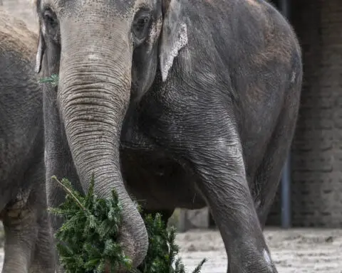 Unsold Christmas trees are on the menu for elephants and bison at the Berlin Zoo