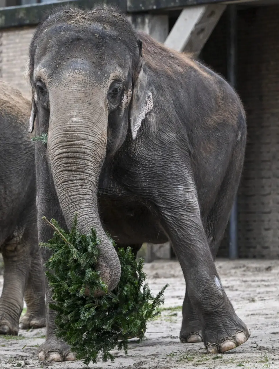 Germany Animals' Christmas