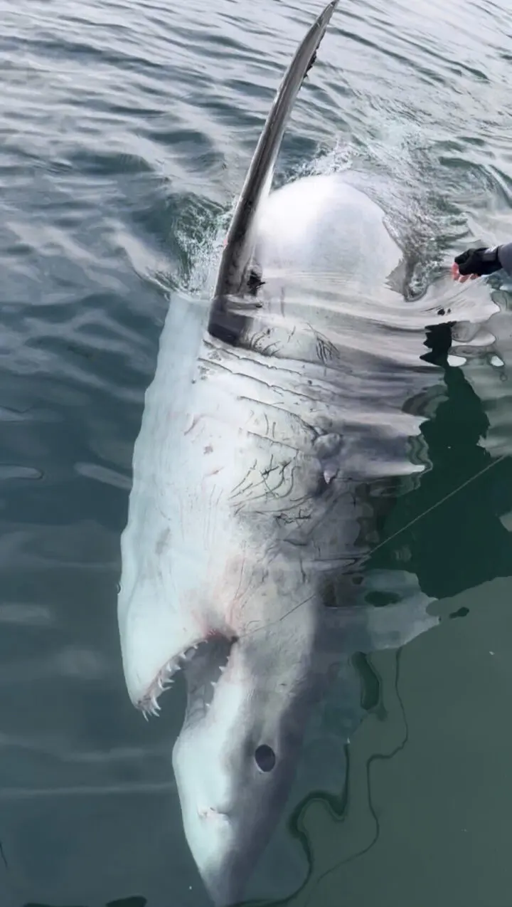 How a wandering white shark's epic journey could provide clues for protecting them