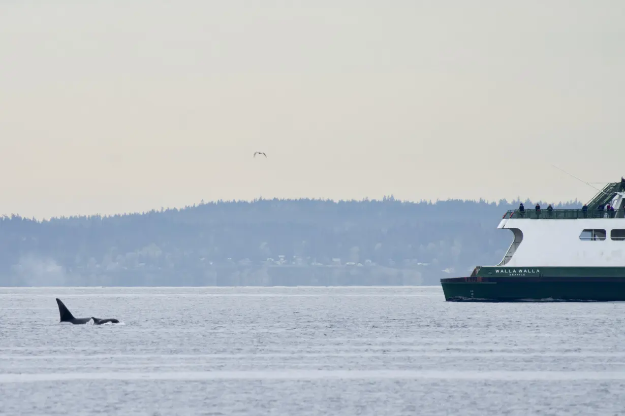 Whale Alerts Coast Guard