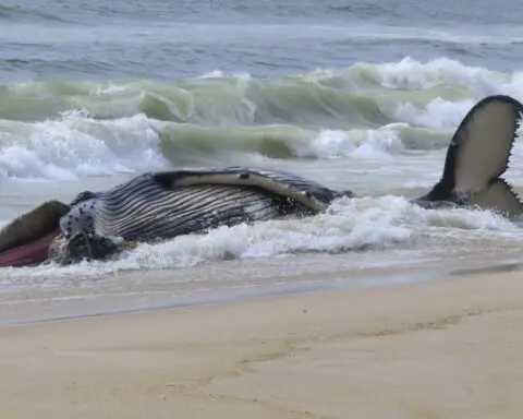 Dead whale in New Jersey had a fractured skull among numerous injuries, experts find