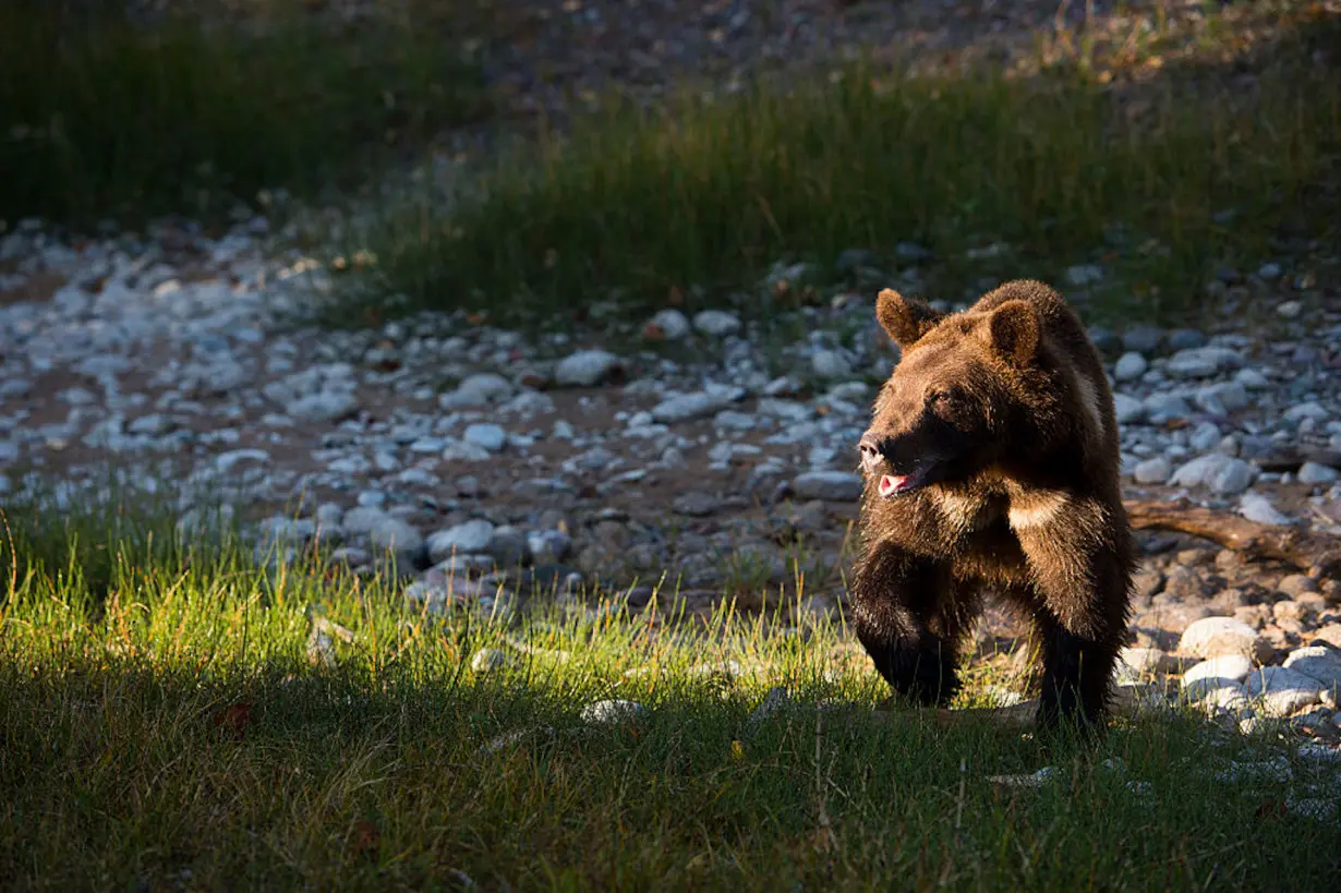 Grizzly bear conservation is as much about human relationships as it is the animals