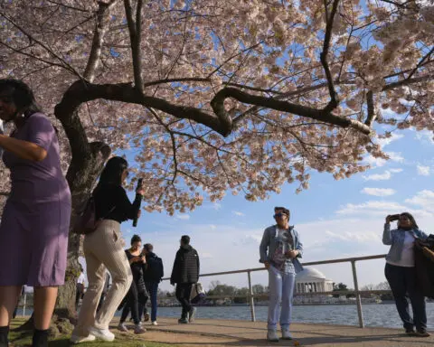 Japan is giving Washington 250 new cherry trees to replace those to be lost in construction work