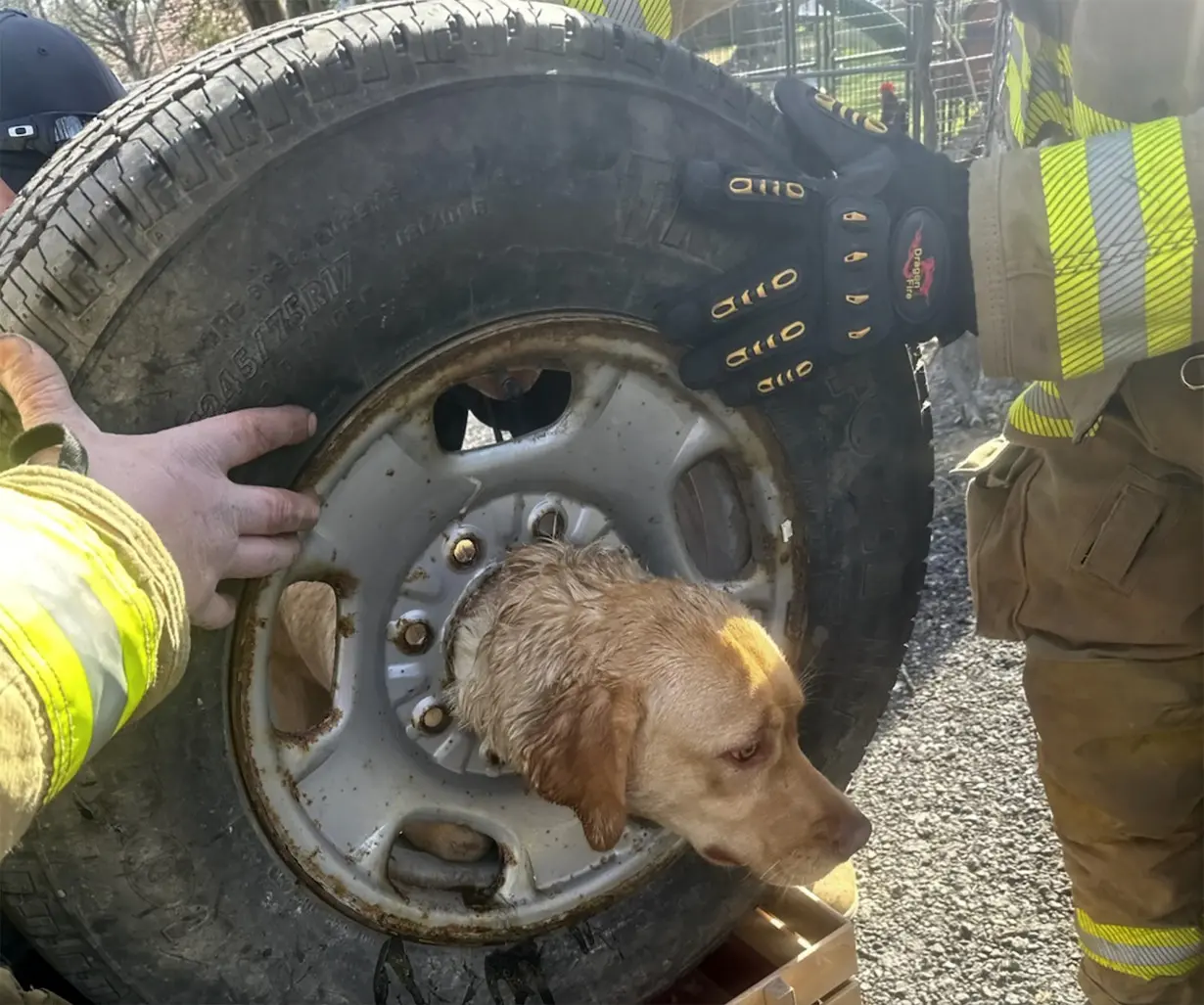 LA Post: Firefighters in New Jersey come to the rescue of a yellow Labrador stuck in a spare tire