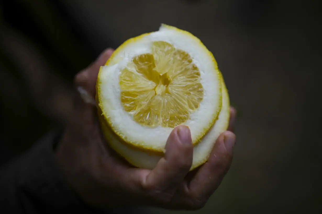 France Menton Lemon