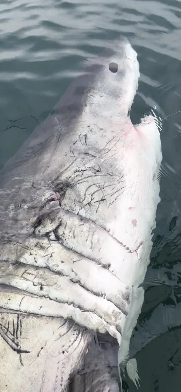 How a wandering white shark's epic journey could provide clues for protecting them