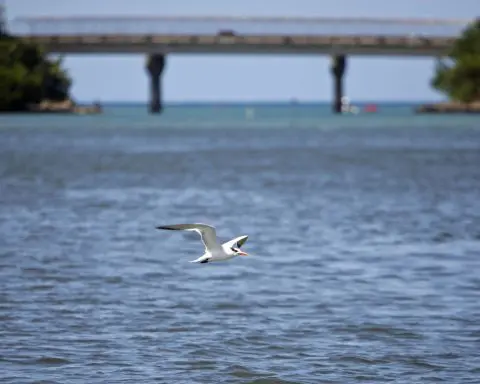 Dredging of Puerto Rico's biggest port begins despite warnings it may harm turtles and corals