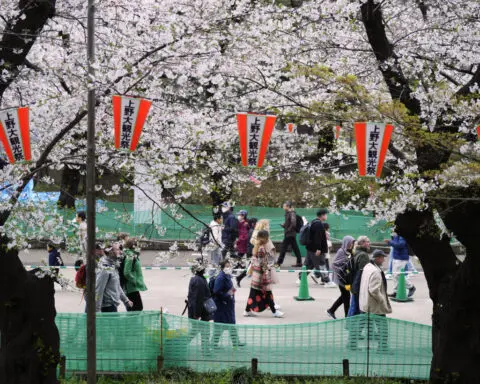 Crowds gather to watch cherry blossoms at peak bloom in Tokyo