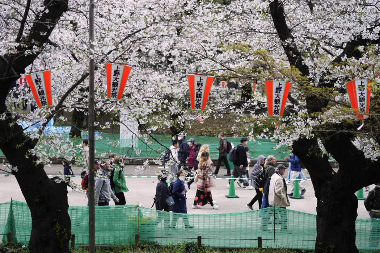 Japan Cherry Blossoms