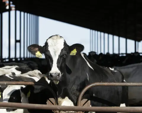 Dairy cattle must be tested for bird flu before moving between states, agriculture officials say