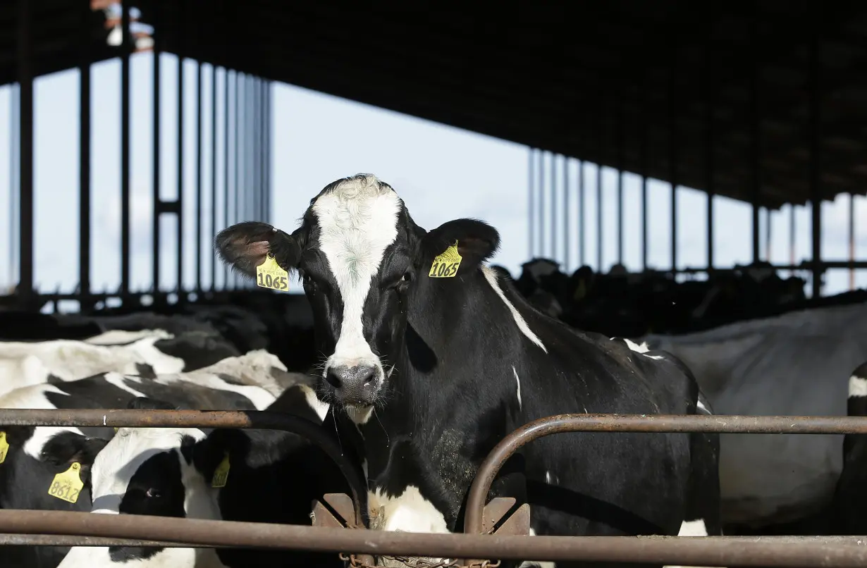 LA Post: Dairy cattle must be tested for bird flu before moving between states, agriculture officials say