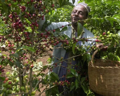 Your morning coffee may be hundreds of thousands of years old