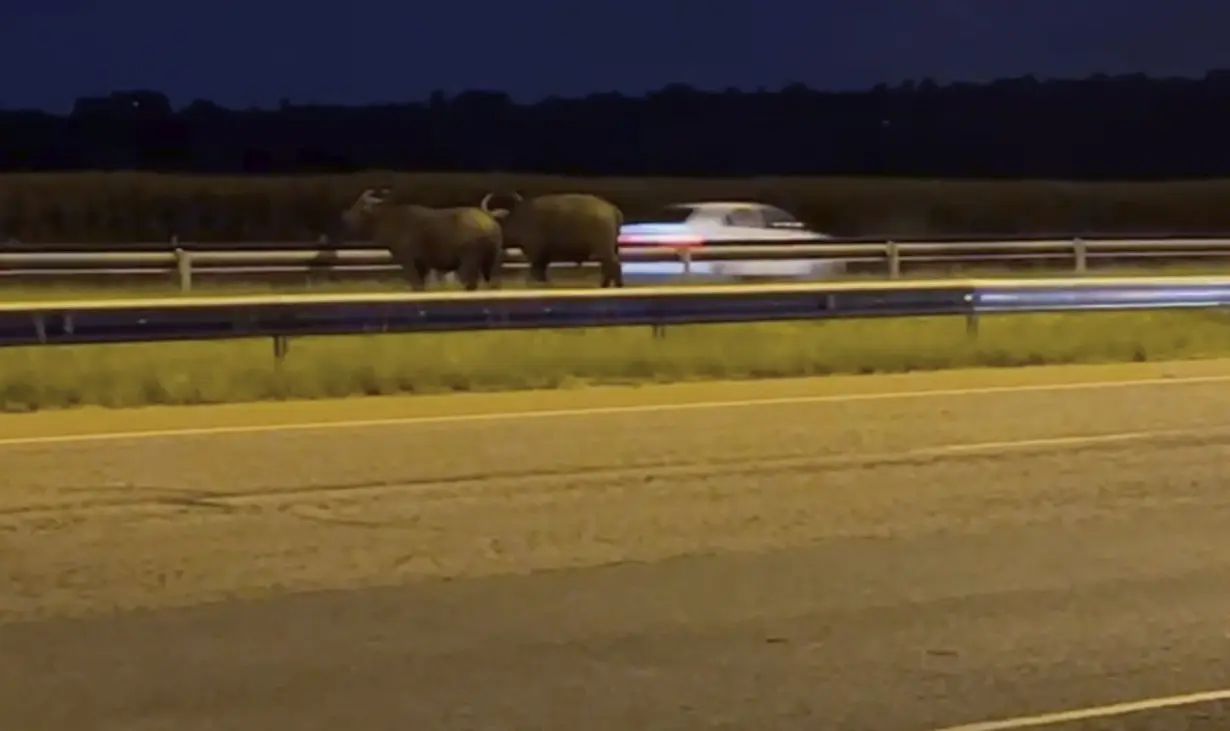 LA Post: In South Africa, where the buffaloes roam is sometimes a problem. Like on a major highway